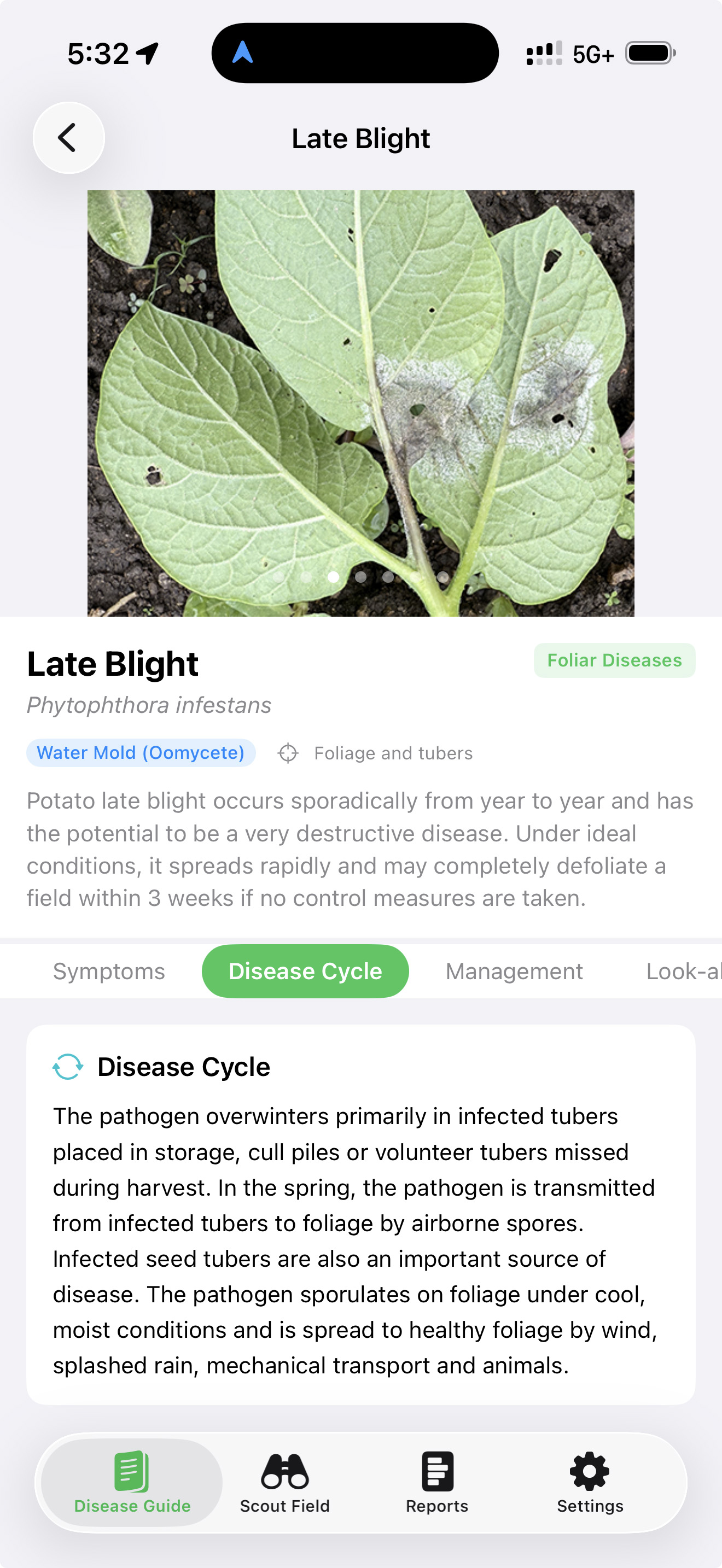 SpudScout disease guide entry for Late Blight, showing a leaf with sporulating lesions and the Disease Cycle tab open