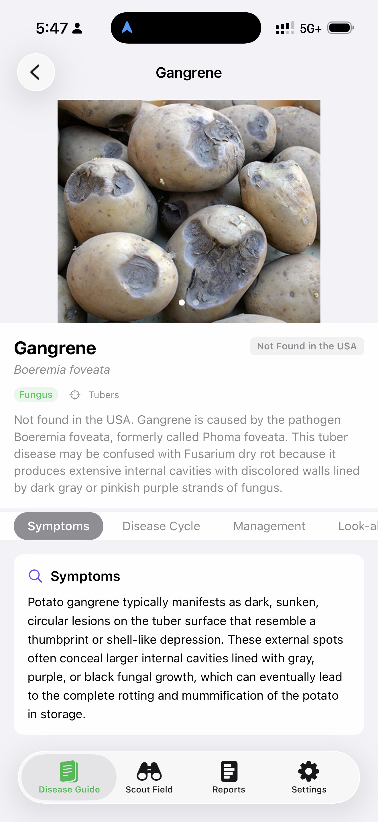 SpudScout disease guide entry for Gangrene, flagged as Not Found in the USA, showing thumbprint-shaped sunken lesions on tubers