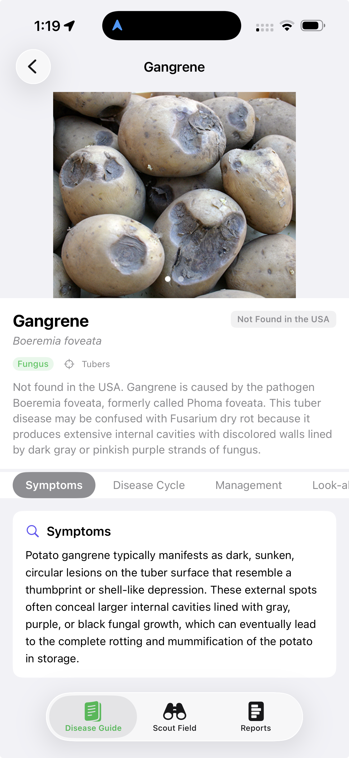 SpudScout disease guide entry for Gangrene, flagged as Not Found in the USA, showing thumbprint-shaped sunken lesions on tubers