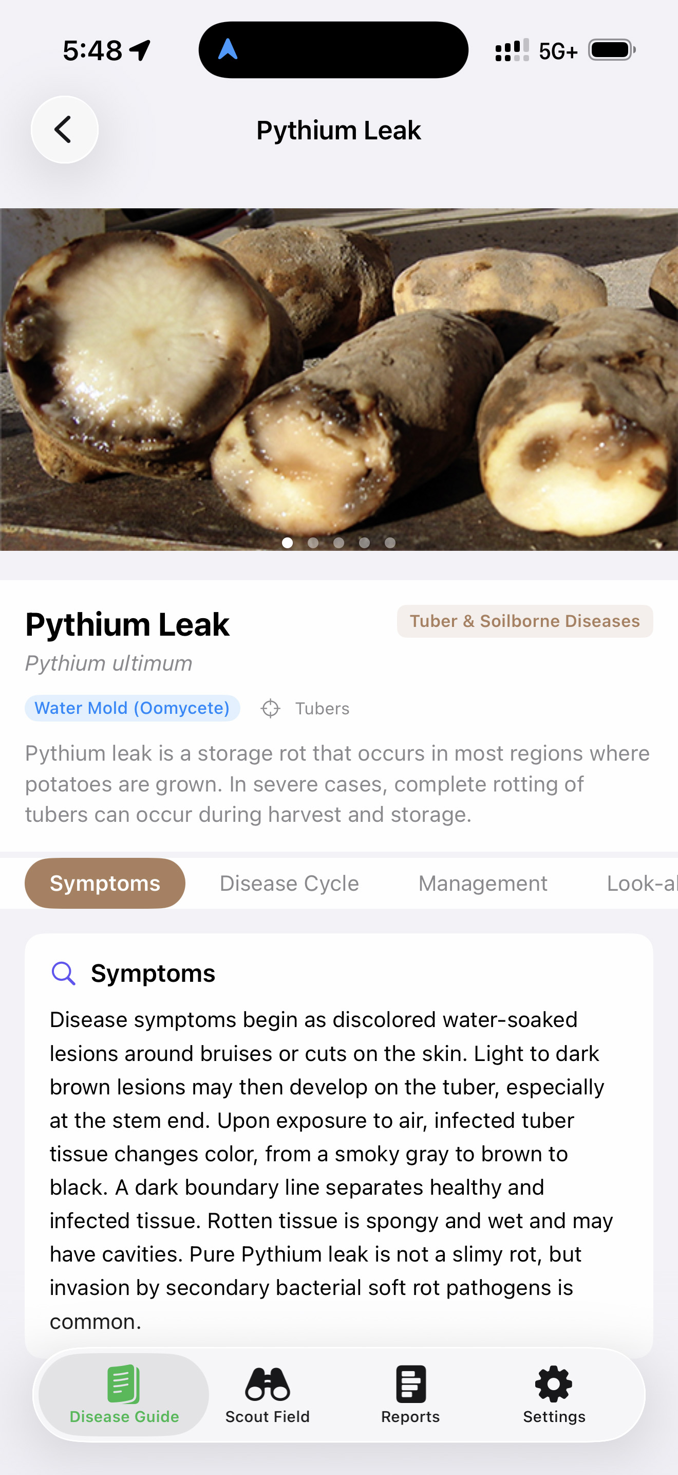 SpudScout disease guide entry for Pythium Leak, showing tubers cut open with characteristic spongy brown rot