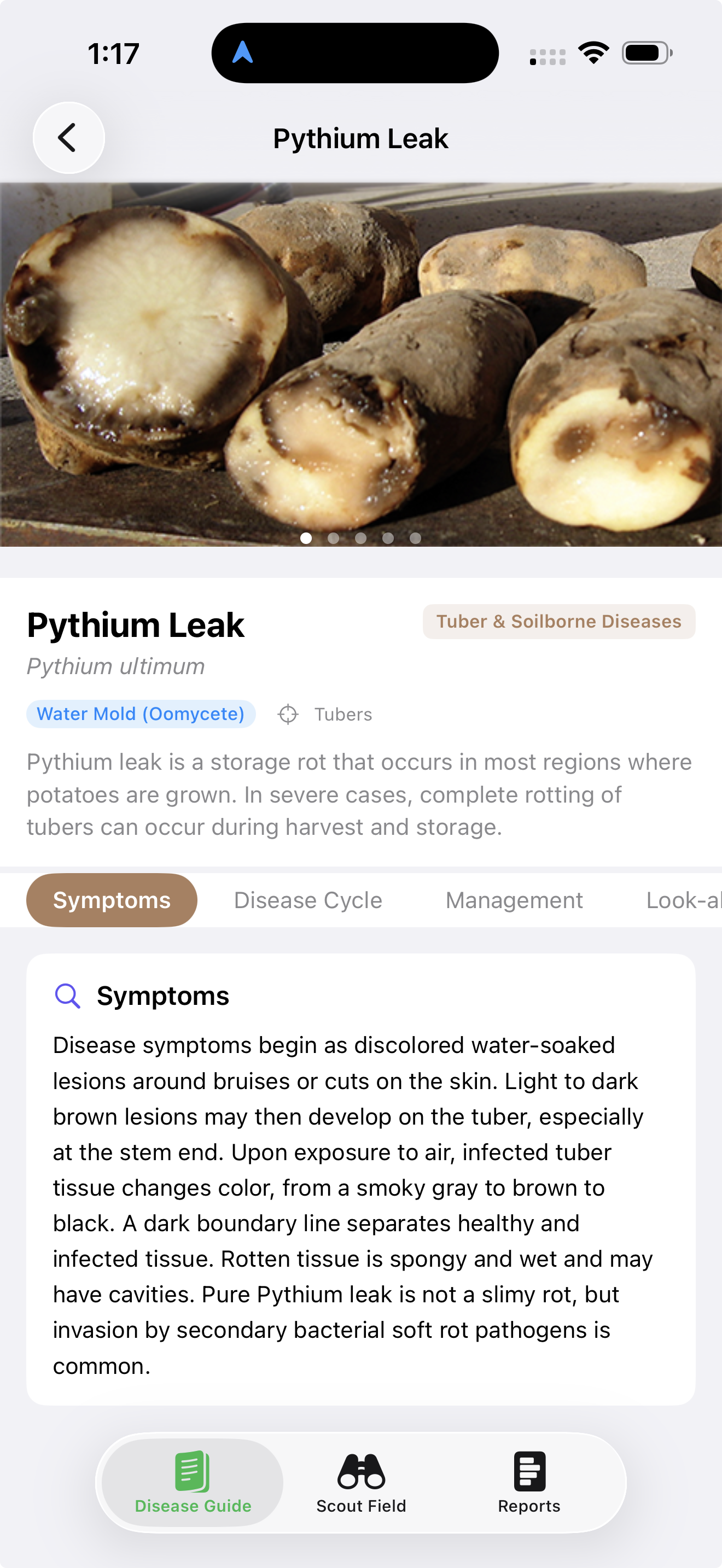 SpudScout disease guide entry for Pythium Leak, showing tubers cut open with characteristic spongy brown rot